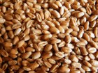 Озимая пшеница «ВГСХА 10»