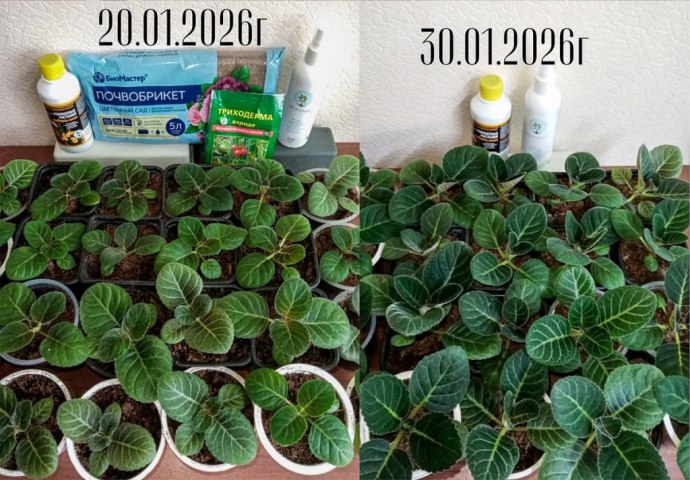 Фото: Мария Шипова, г. Кинель, Самарская обл.   БЕЗТЛИН и сеянцы Глоксинии, комнатное выращивание из семян, январь 2026.